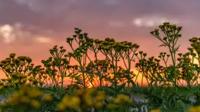 Zachód słońca na wschodnich obrzeżach Kętrzyna, sierpień 2023 r. - zdjęcie 3