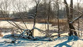 Zima nad jeziorem Dziewiszewskie w Dziewiszowie, styczeń 2024 r. - zdjęcie 8