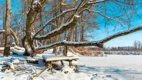 Zima nad jeziorem Dziewiszewskie w Dziewiszowie, styczeń 2024 r. - zdjęcie 31