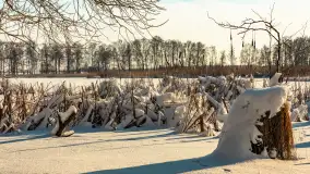 Zima nad jeziorem Dziewiszewskie w Dziewiszowie, styczeń 2024 r. - zdjęcie 2