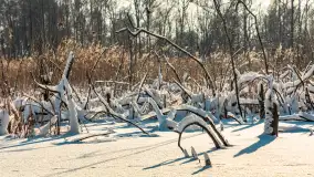 Zima nad jeziorem Dziewiszewskie w Dziewiszowie, styczeń 2024 r. - zdjęcie 36