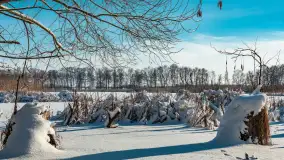 Zima nad jeziorem Dziewiszewskie w Dziewiszowie, styczeń 2024 r. - zdjęcie 26