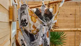 Zdjęcia: Odkryj Niezwykłe Zimowe Ferie w Papugarni Mazury! - zdjęcie 5