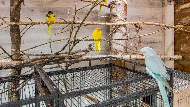 Zdjęcia: Odkryj Niezwykłe Zimowe Ferie w Papugarni Mazury!