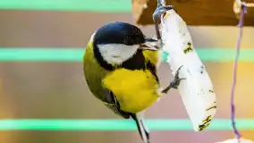 Redakcyjny karmnik sprawdził się zimą, styczeń 2024 r. - zdjęcie 21