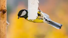 Redakcyjny karmnik sprawdził się zimą, styczeń 2024 r. - zdjęcie 11