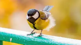 Redakcyjny karmnik sprawdził się zimą, styczeń 2024 r. - zdjęcie 17