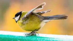 Redakcyjny karmnik sprawdził się zimą, styczeń 2024 r. - zdjęcie 13