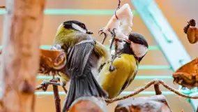 Redakcyjny karmnik sprawdził się zimą, styczeń 2024 r. - zdjęcie 20