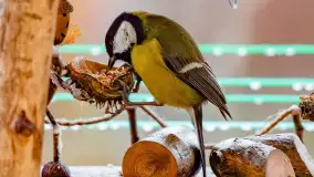 Redakcyjny karmnik sprawdził się zimą, styczeń 2024 r. - zdjęcie 22