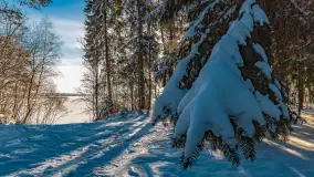 Zimowe jezioro Gołdopiwo w okolicach Przerwanek, styczeń 2024 r. - zdjęcie 9