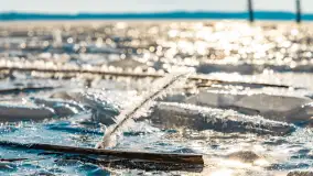 Zimowe jezioro Gołdopiwo w okolicach Przerwanek, styczeń 2024 r. - zdjęcie 43