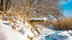 Zimowe jezioro Gołdopiwo w okolicach Przerwanek, styczeń 2024 r. - zdjęcie 23