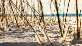 Zimowe jezioro Gołdopiwo w okolicach Przerwanek, styczeń 2024 r. - zdjęcie 27