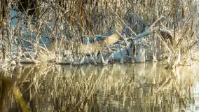 Zima nad rzeką Dajna, witajcie na bajecznych Mazurach, styczeń 2024 r. - zdjęcie 5