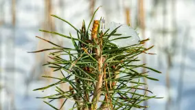 Biwak ekipy Mazury24 nad jeziorem Kruklin, styczeń 2024 r. - zdjęcie 12