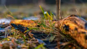 Wschód słońca z resztkami zimy nad jeziorem Siercze, styczeń 2024 r. - zdjęcie 12