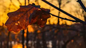 Wschód słońca z resztkami zimy nad jeziorem Siercze, styczeń 2024 r. - zdjęcie 34