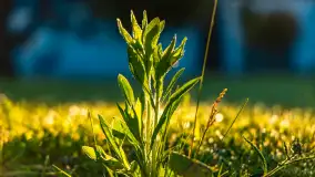 Wschód słońca w Bocianim Gnieździe, czerwiec 2023 r. - zdjęcie 39