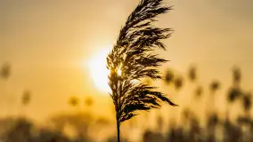 Przed zachodem słońca nad jeziorem Grajewko, luty 2024 r. - zdjęcie 8