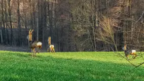 Przed zachodem słońca nad jeziorem Grajewko, luty 2024 r. - zdjęcie 31