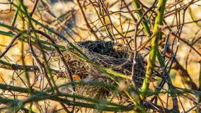 Przed zachodem słońca nad jeziorem Grajewko, luty 2024 r. - zdjęcie 16