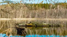 Marcowy dzień nad zatoką Skonał - zdjęcie 30