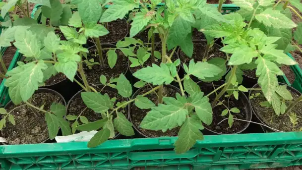 Lokalne produkty z Mazurskiego Gospodarstwa Ekologicznego Barbary Niedziejko. - zdjęcie 10