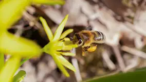 Mamy dowody na rozkwit wiosny na Mazurach, końcówka marca 2024 r. - zdjęcie 3