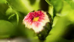 Mamy dowody na rozkwit wiosny na Mazurach, końcówka marca 2024 r. - zdjęcie 6