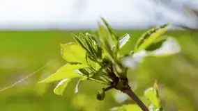 Mamy dowody na rozkwit wiosny na Mazurach, końcówka marca 2024 r. - zdjęcie 27