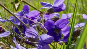 Mamy dowody na rozkwit wiosny na Mazurach, końcówka marca 2024 r. - zdjęcie 16