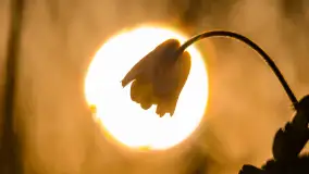 Wiosenne kadry o zachodzie słońca, koniec marca 2024 r. - zdjęcie 17