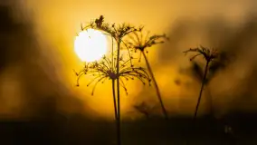 Wiosenne kadry o zachodzie słońca, koniec marca 2024 r. - zdjęcie 24