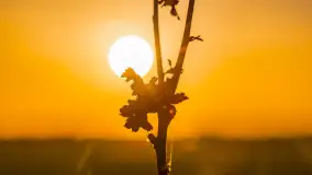 Wiosenne kadry o zachodzie słońca, koniec marca 2024 r. - zdjęcie 12