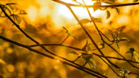 Wiosenne kadry o zachodzie słońca, koniec marca 2024 r. - zdjęcie 9