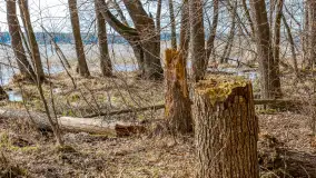 Wiosna nad jeziorem Bełdany, Binduga Tarpan I - zdjęcie 34