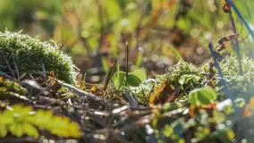 Wiosna i zachód słońca na półwyspie Kula, kwiecień 2024 r. - zdjęcie 21