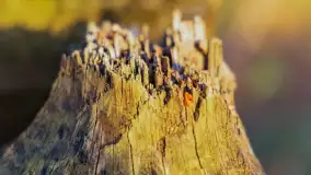 Wiosna i zachód słońca na półwyspie Kula, kwiecień 2024 r. - zdjęcie 31