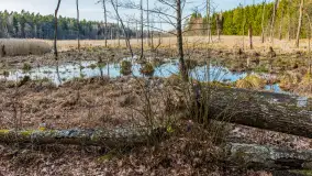 Wiosna nad niewielkim, mazurskim jeziorkiem, marzec 2024 r. - zdjęcie 28