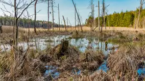 Wiosna nad niewielkim, mazurskim jeziorkiem, marzec 2024 r. - zdjęcie 13