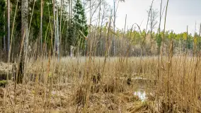 Wiosna nad niewielkim, mazurskim jeziorkiem, marzec 2024 r. - zdjęcie 6