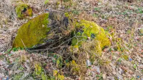 Wiosna nad niewielkim, mazurskim jeziorkiem, marzec 2024 r. - zdjęcie 16