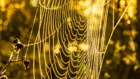 Mazurskie pajęczyny o wschodzie słońca nad jeziorem Dobskim - zdjęcie 27