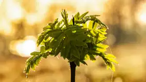 Mazurskie pajęczyny o wschodzie słońca nad jeziorem Dobskim - zdjęcie 13