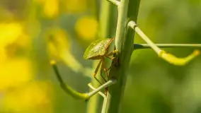 Mazury pełne żółtego koloru, pola rzepaku, maj 2024 r. - zdjęcie 29