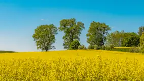 Mazury pełne żółtego koloru, pola rzepaku, maj 2024 r. - zdjęcie 5