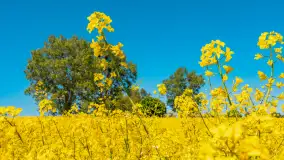 Mazury pełne żółtego koloru, pola rzepaku, maj 2024 r. - zdjęcie 2