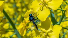 Mazury pełne żółtego koloru, pola rzepaku, maj 2024 r. - zdjęcie 23