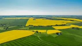 Rzepakowe pola widoczne z lotu ptaka, maj 2024 r. - zdjęcie 30